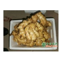 大黄姜小黄姜一手货源产地批发