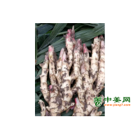 出售红芽新姜
