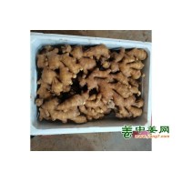 鲜姜批发，大黄姜，小黄姜，姜巴，姜干，红芽二姜
