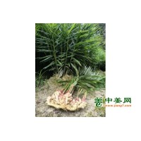 出售20万斤小姜