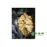 长期大量供应贵州二黄姜