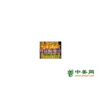山东鲜姜大量上市，大黄姜，小黄姜，姜种，姜母