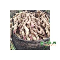 安徽临泉竹节姜二黄姜小黄姜新鲜上市