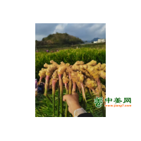 出售500吨二黄姜