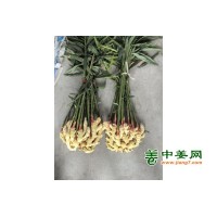 鲜姜上市
