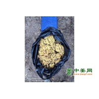 本人大量供应窖姜，青苗姜，库存姜