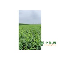 2025年青苗即将开始