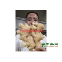 山东优质大黄姜小黄姜姜巴姜种产地