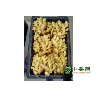 鲜姜大量上市，大黄姜，小黄姜，姜种，姜母