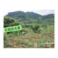 五指岩生姜永康五指姜月子姜土姜嫩姜