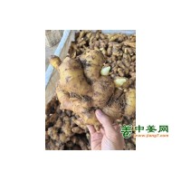 大量低价出售大姜