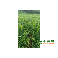 出售500吨新姜