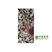 大量供应药典标准生姜