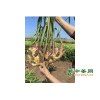 出售大量库存姜、新姜