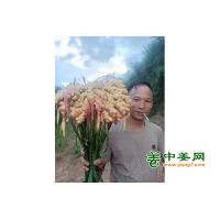 出售青苗二黄姜