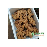 圆头新姜价格，大黄姜，二黄姜，小黄姜批发，姜母