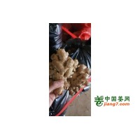大量生姜，质量保证价格便宜