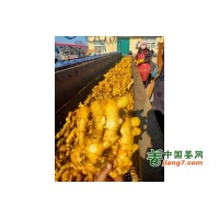 大量生姜货源，产地直销，可全国发货