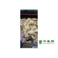 出口生姜，常年经营全球生姜贸易