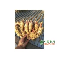 大量鲜姜，质量保证，需要的联系