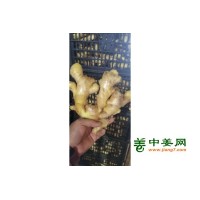 山东生姜批发市场，大量现货，可全国发货