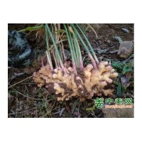 本人大量供应生姜