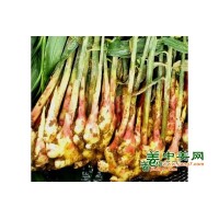 五指岩~生姜五指姜月子姜