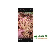 香料！药材小黄姜果