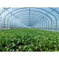 蔬菜种植大棚暖棚冷棚