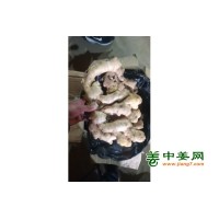 自产自销，养殖生姜，可全国发货