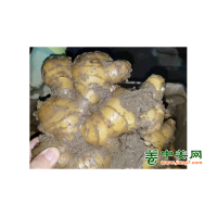 优质生茬地品种姜种