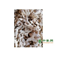 大量出售干姜块！！