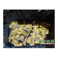 大量供应姜种