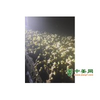 姜种大量供应