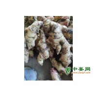 生姜购销13176070878