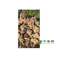 出售云南二黄姜