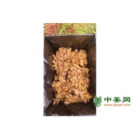 大量出售云南高原特色黄姜 （干姜 鲜姜）