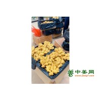 大量供应云南生姜，出口风干姜及干姜片