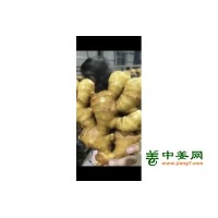 生姜出口加工水洗姜风干姜