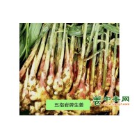 永康五指岩生姜五指姜月子姜土姜