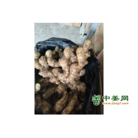 红芽二姜种，平顶四姜种，小黄姜种