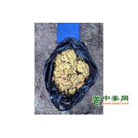 福建德化精品窖姜