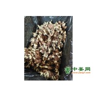 姜种出售，红芽二姜种，大黄姜种
