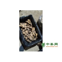 生姜大量供应，小黄姜，风干姜