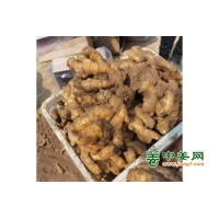 大黄姜，小黄姜，产地直供，姜种价格，姜巴