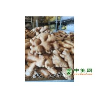 出售生姜老姜13176070878