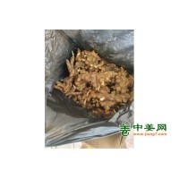 30吨湖南小黄姜供应