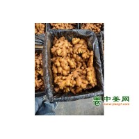 300吨云南优质中黄姜