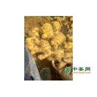 昌邑水洗大姜