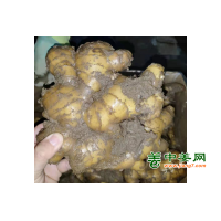 产地直供优质大姜